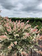 Bonte wilg, Salix Hakuro Nishiki , treurkatjes, Ophalen, Halfschaduw, Overige soorten, 100 tot 250 cm