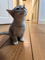 Te Koop: Lieve Witte Britse Korthaar Poesje – 10 Weken Oud, Dieren en Toebehoren, Katten en Kittens | Overige Katten, Poes