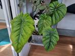 philodendron colombia sp stek, Huis en Inrichting, Ophalen of Verzenden, Halfschaduw, Minder dan 100 cm