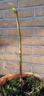 Vijgenboom Brown Turkey / Ficus carica / vijgen stek, Ophalen, Minder dan 100 cm, Volle zon, Vijgenboom