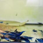 Neocaridina garnalen afhalen. (Beschikbaar), Dieren en Toebehoren, Vissen | Aquariumvissen, Kreeft, Krab of Garnaal, Zoetwatervis