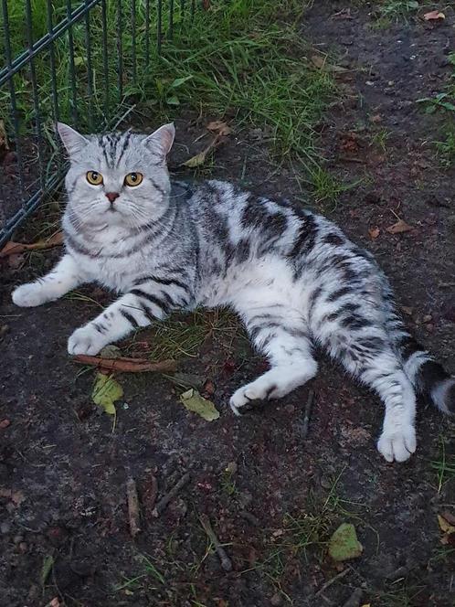 Dekkater Britse Korthaar black silver tabby blotched Whiskas, Dieren en Toebehoren, Katten en Kittens | Dekkaters