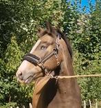 Unieke valk  d pony met 2 blauwe ogen, Dieren en Toebehoren, Merrie, 0 tot 2 jaar