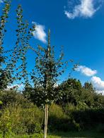 Crataegus ‘paul's scarlet`(rode meidoorn), Volle zon, 100 tot 250 cm, Zomer, Overige soorten