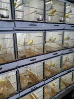 Kanarie, Dieren en Toebehoren, Mannelijk, Zangkanarie