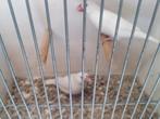 Koppel witte rijstvogels, Meerdere dieren, Tropenvogel