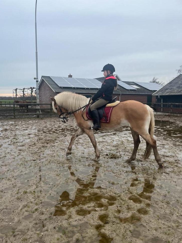 Bijrijder aangeboden / verzorgpony gezocht, Dieren en Toebehoren, Paarden en Pony's | Verzorgingsproducten, Nieuw, Ophalen of Verzenden