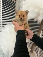 Pomeriaan pups, Dieren en Toebehoren, Parvo, 8 tot 15 weken, Teef, Eén hond