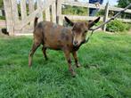 Dwerbokje maanvlek, Dieren en Toebehoren, Schapen, Geiten en Varkens, Mannelijk, Geit