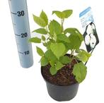 Hydrangea arborescens Annabelle - Hortensia Annabelle, Tuin en Terras, Planten | Tuinplanten, Halfschaduw, Zomer, Overige soorten
