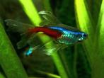 Sluier Neon Tetra bij Koidreams in Valburg