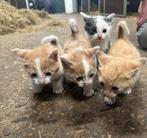 Lieve boerderijkittens, Dieren en Toebehoren, Katten en Kittens | Overige Katten, Meerdere dieren