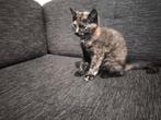 Half Britse Korthaar kittens, Dieren en Toebehoren, Katten en Kittens | Overige Katten, Kortharig, 0 tot 2 jaar