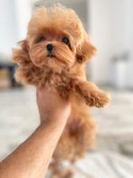 Exclusieve Maltipoo TeaCup pup (Maltezer/Azian Toy Poedel), Dieren en Toebehoren, Honden | Chihuahua's en Gezelschapshonden, Particulier