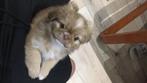 Tibetan Spaniel, Dieren en Toebehoren, Particulier, 15 weken tot 1 jaar, Overige rassen, Buitenland