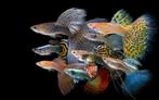 Guppy mannen mix mooie import vissen, Vis, Zoetwatervis