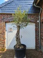 AANBIEDING: OUDE DIKKE OLIJFBOMEN, Tuin en Terras, In pot, Halfschaduw, Ophalen of Verzenden, 100 tot 250 cm