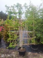liquidambar styraciflua rek vanaf de grond 180cm bij 120cm, In pot, Leiboom, Halfschaduw, Ophalen of Verzenden