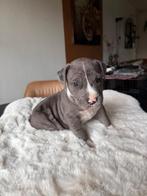 Pitbull classic x Amerikaanse Stafford pups, Parvo, Overige rassen, 8 tot 15 weken, Meerdere