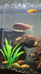 pseudotropheus Demasoni Man, Vis