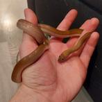 1.0 mannelijke Afrikaanse bruine huisslang., Dieren en Toebehoren, Slang, Tam, 0 tot 2 jaar