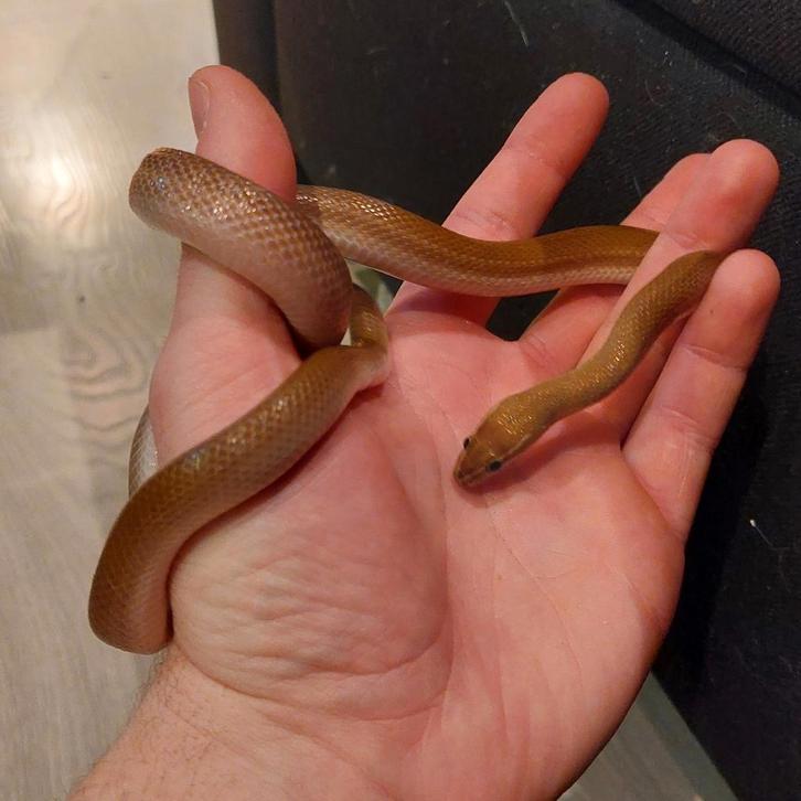 1.0 mannelijke Afrikaanse bruine huisslang.