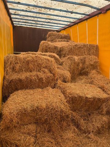 Kleine hooibalen te koop  beschikbaar voor biedingen