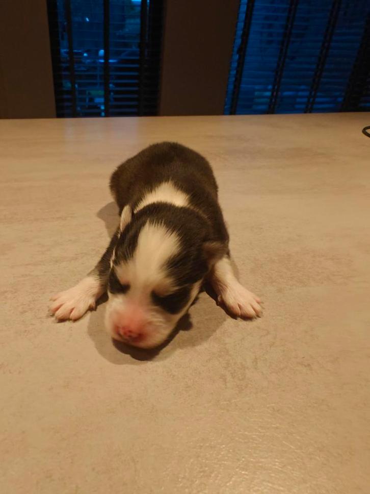 Pomsky Puppys geboren op 25-11-2025, Dieren en Toebehoren, Honden | Chihuahua's en Gezelschapshonden, Meerdere dieren, Overige rassen