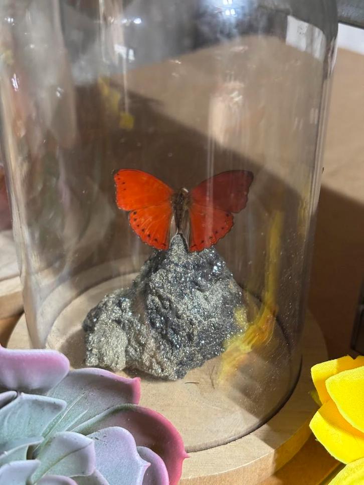 Vlinder op Pyriet in Stolp, Antiek en Kunst, Curiosa en Brocante, Verzenden