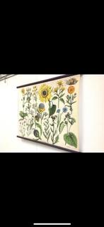 Oude Schoolplaten - Botanisch & Vintage, Antiek en Kunst, Antiek | Schoolplaten, Ophalen, Natuur en Biologie