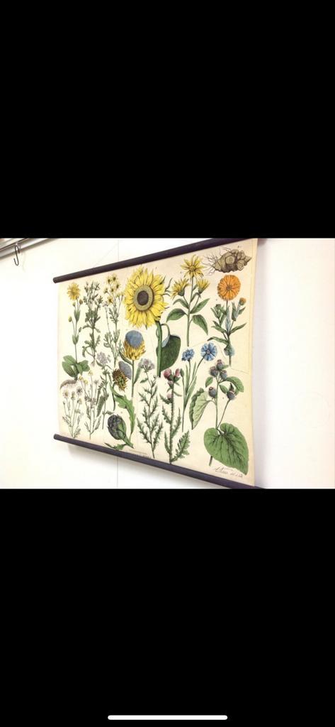 Oude Schoolplaten - Botanisch & Vintage, Antiek en Kunst, Antiek | Schoolplaten, Natuur en Biologie, Ophalen