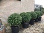 Ilex grenata Caroline Upright bolvorm, Tuin en Terras, Planten | Bomen, Ophalen