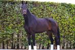 Chique, super getalenteerde 3 jarige merrie te koop!, Dieren en Toebehoren, Paarden, Merrie, Gechipt, Dressuurpaard, Zadelmak