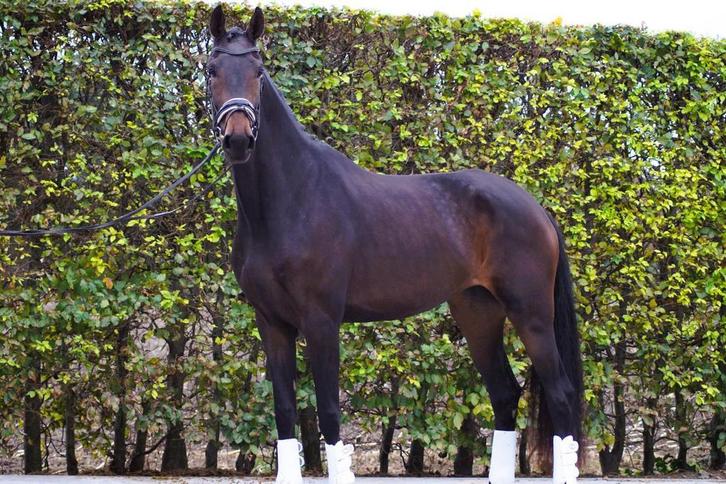 Chique, super getalenteerde 3 jarige merrie te koop!, Dieren en Toebehoren, Paarden, Merrie, Zadelmak, 170 tot 175 cm, 3 tot 6 jaar