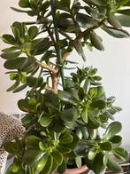 Crassula Ovata (Jadeplant) - Mooie kamerplant, Tuin en Terras, Volle zon, Vaste plant, Bloeit niet, Ophalen