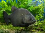GEZOCHT!!! Zwarte piranha !!, Dieren en Toebehoren, Vis, Zoetwatervis