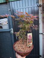 Acer Japanse Esdoorn Palmatum Antropurpureum Bonsai, Tuin en Terras, Planten | Bomen, Bloeit niet, Halfschaduw, Minder dan 100 cm