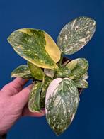 Philodendron Congo Hybrid Variegata p12 (2)
