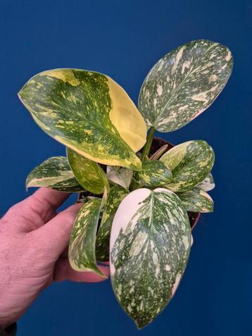 Philodendron Congo Hybrid Variegata p12 (2) beschikbaar voor biedingen