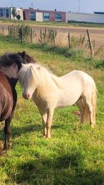 Hengst cremello zwartbont appaloosa wildkleur palomino vos, Dieren en Toebehoren, Hengst