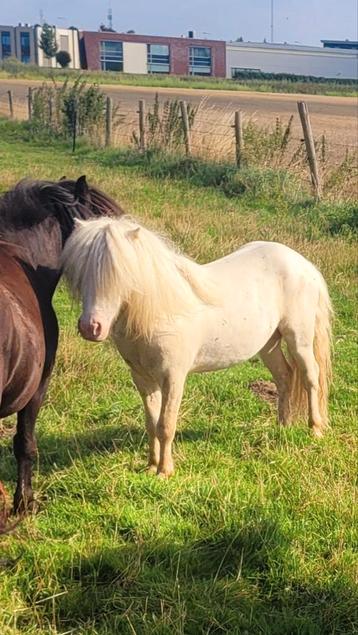  Hengst cremello zwartbont appaloosa wildkleur palomino vos  beschikbaar voor biedingen