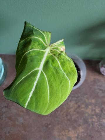 Philodendron Gloriosum beschikbaar voor biedingen