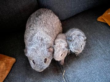 Zilver agouti cavia beertjes beschikbaar voor biedingen