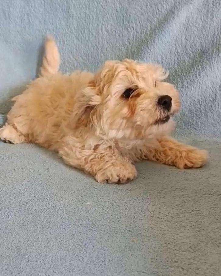 Maltipoo puppy, Dieren en Toebehoren, Honden | Chihuahua's en Gezelschapshonden, Reu, Overige rassen, Particulier, Eén hond, Nederland