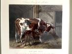 John Harris - Cow and Calf - Gravure, Ingelijst, Ophalen of Verzenden