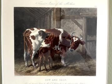 John Harris - Cow and Calf - Gravure, Ingelijst beschikbaar voor biedingen