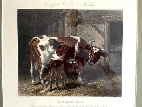 John Harris - Cow and Calf - Gravure, Ingelijst, Antiek en Kunst, Kunst | Schilderijen | Klassiek, Ophalen of Verzenden