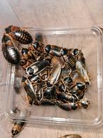 Dubia's kakkerlak voedseldieren klein/groot, Dieren en Toebehoren, Insecten en Spinnen, Overige soorten