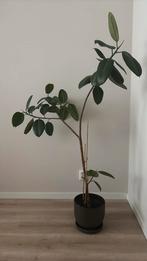 Ficus elastica plant met h&m home pot, Huis en Inrichting, Kamerplanten, Ficus, Ophalen of Verzenden
