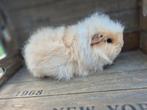 Mooi CH-Teddy cavia zeugje, Dieren en Toebehoren, Augustus, Vrouwelijk, Cavia